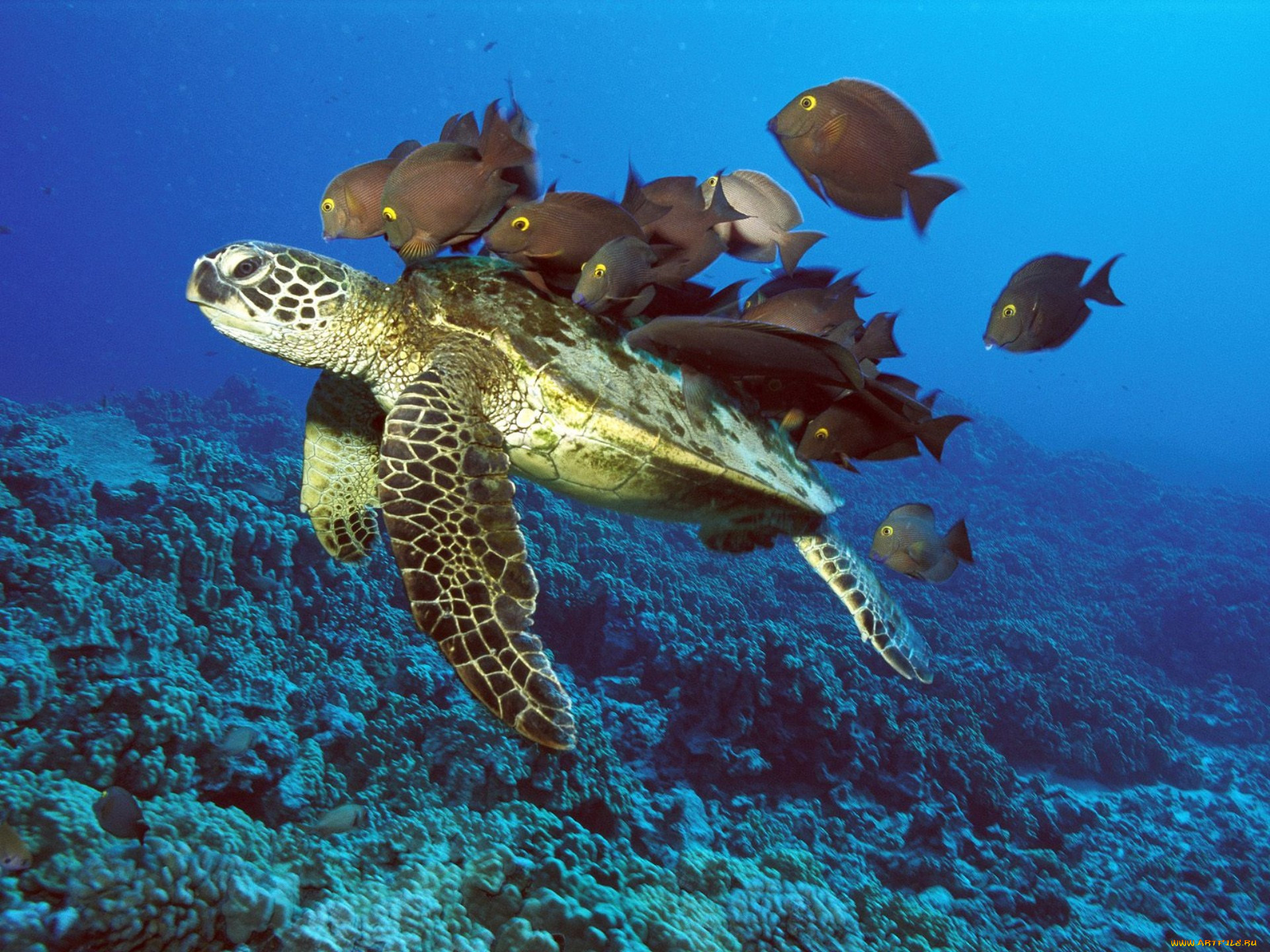 Животные и растение океанов и морей. Нектон черепахи. Черепаший риф Мальдивы. Черепаха бисса Нектон. Морская черепаха индийского океана.